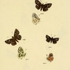 papilio tessellum plate